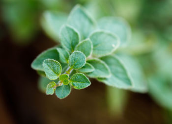 Close-up of fresh green plant