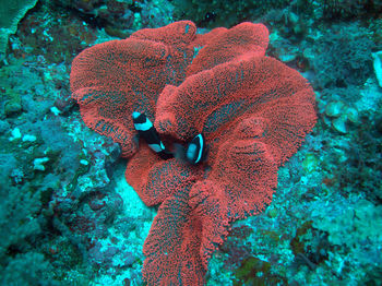 Close-up of coral in sea