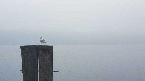 Seagull perching on water