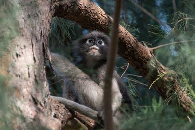 Monkeys in a forest