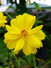 Close-up of yellow cosmos flower blooming outdoors