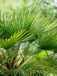 Close-up of palm tree