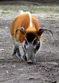 Close-up of red river hog in forest