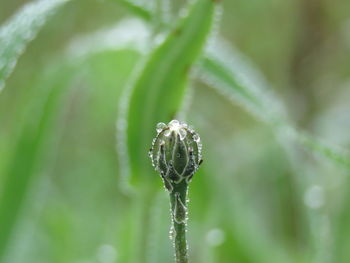 Close-up of wet flower bud