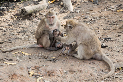 Long-tailed macaques with infants at zoo