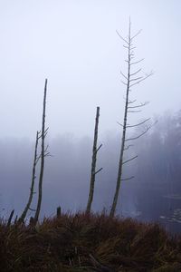 Plants growing on land against sky