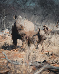 View of crab on field