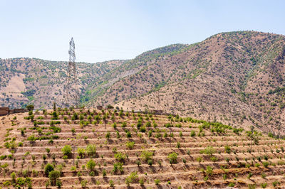 The farming industry on the slope or mountains with some trees, foliage, grass and blue sky in 