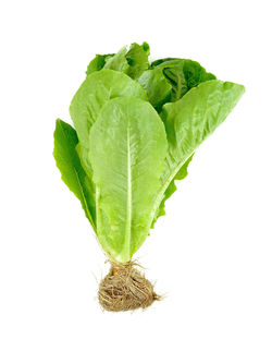 Close-up of leaves on white background