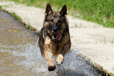 Portrait of dog running in water