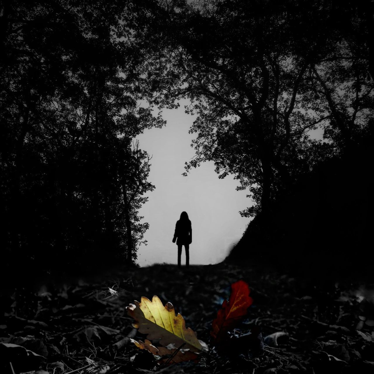 darkness, plant, tree, nature, one person, full length, silhouette, night, land, light, black, outdoors, leaf, adult, leisure activity, men, forest, growth, lifestyles, rear view, beauty in nature, black and white, standing, plant part, sky, walking