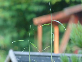 Close-up of wet spider web on plant