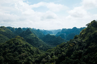 Scenic view of forest against sky