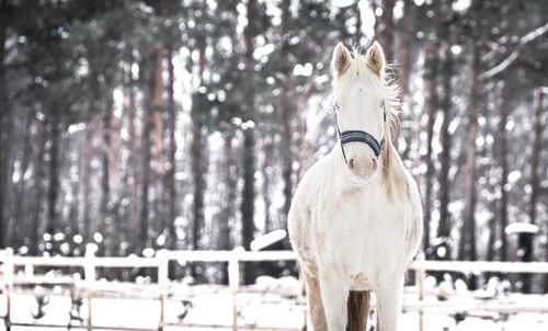 Close-up of a horse