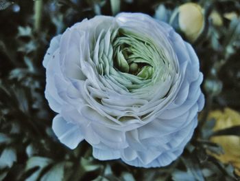 Close-up of white rose blooming outdoors