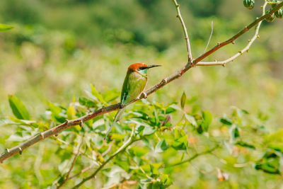 Chestnut-headed