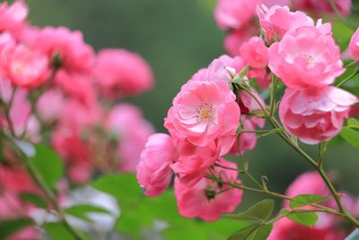 Close-up of pink flowers