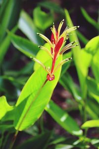 Close-up of red flower growing on plant