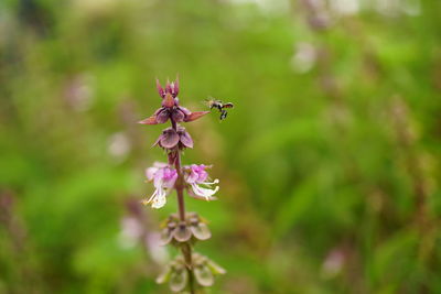 Close-up of insect on pink flower