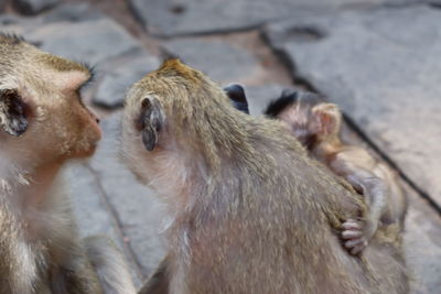 Close-up of a monkey