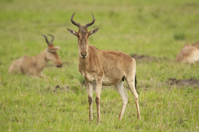 Deer standing on field