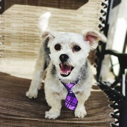 Portrait of white dog