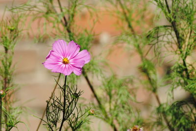 Close-up of purple flower