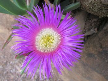 Close-up of purple flower blooming outdoors