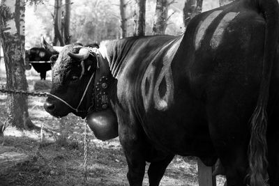Horse standing in a sunlight
