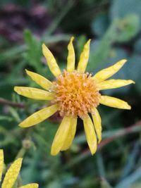 Close-up of yellow flower blooming outdoors