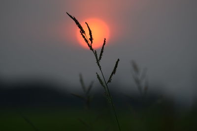 Close-up of silhouette plant against sky during sunset