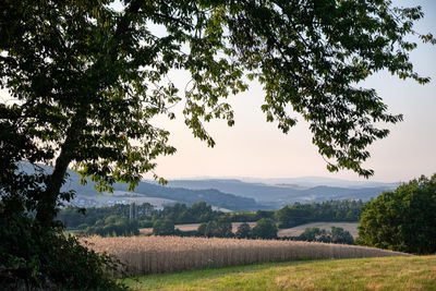 Scenic view of agricultural field against sky