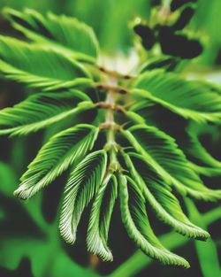 High angle view of fresh green leaves