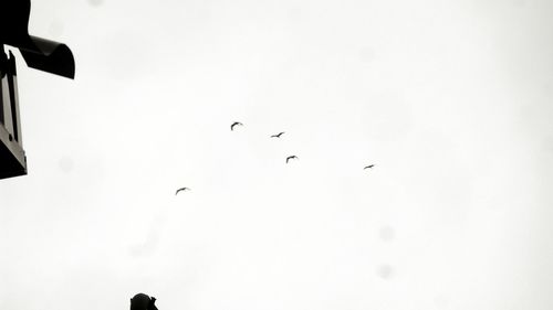 Birds flying over the sky