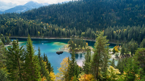 Scenic view of lake and pine trees in forest