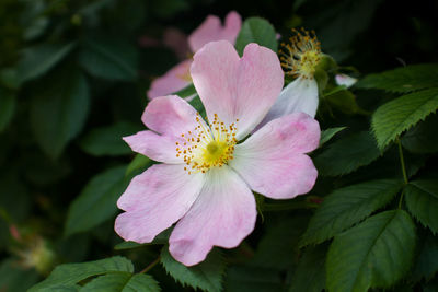 Close-up of pink rose flower