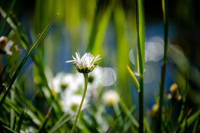 Close-up of white flowering plant on field