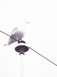Low angle view of birds perching on railing