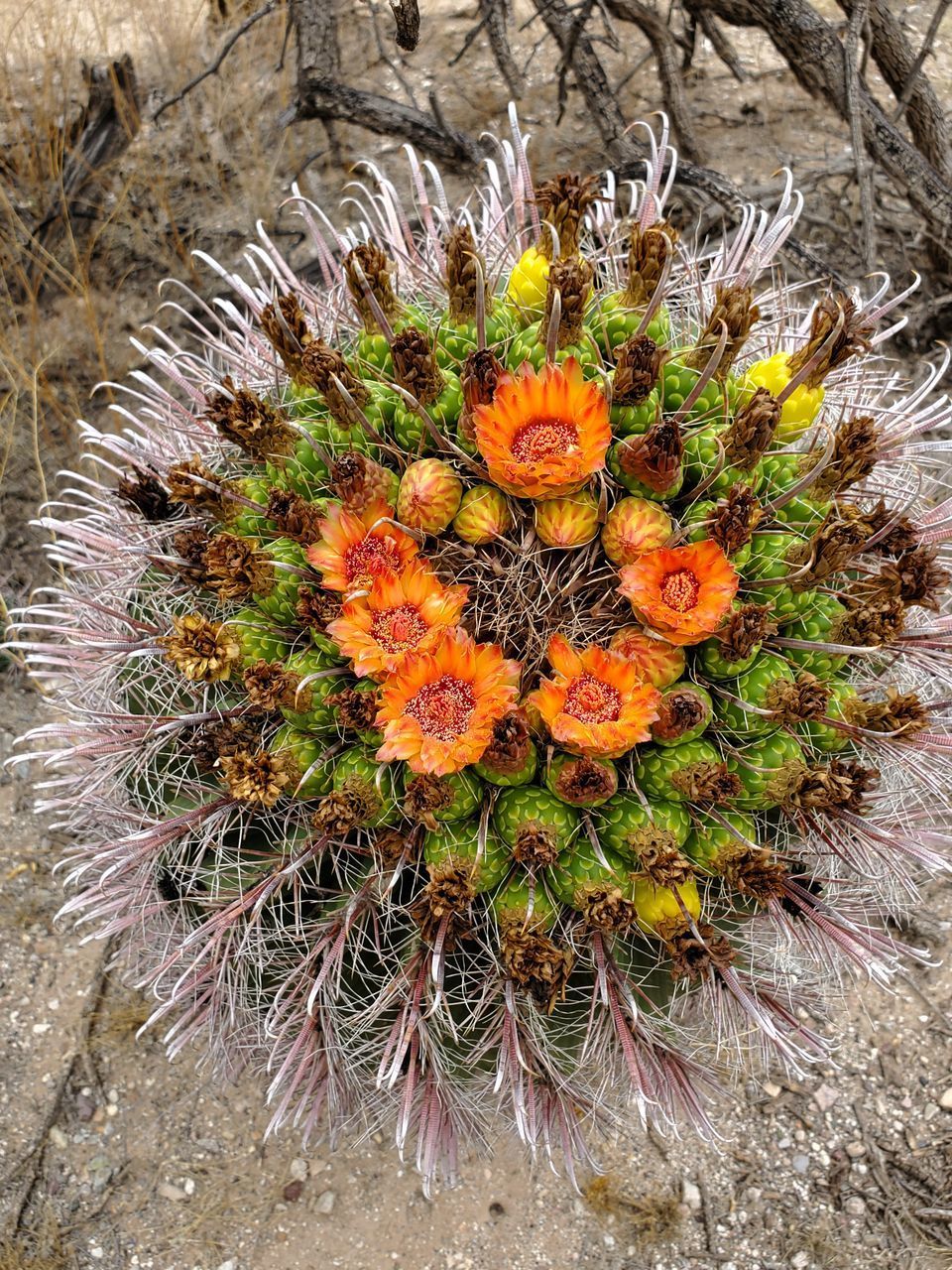 CLOSE-UP OF CACTUS PLANT