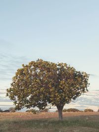 Tree on field against clear sky