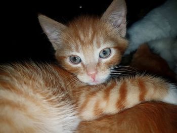 Close-up portrait of kitten