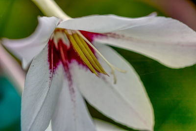 Close-up of white lily