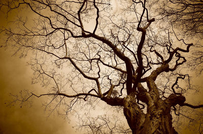 Low angle view of bare tree against sky