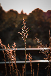 Close-up of dry plant on field against sky