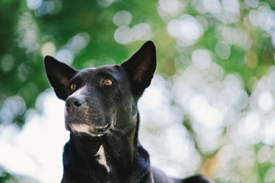 Close-up of a dog looking away