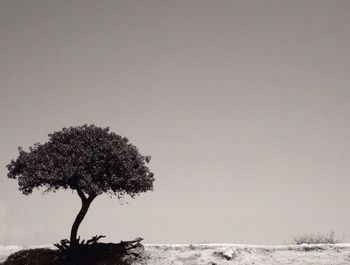 Trees against clear sky