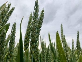 Close-up of stalks in field against sky