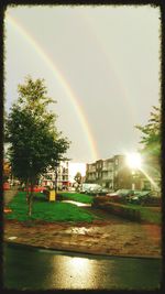 Rainbow over trees