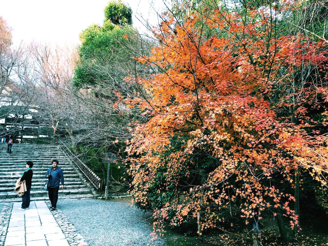 tree, water, season, lifestyles, flower, nature, growth, men, leisure activity, walking, beauty in nature, person, bicycle, branch, rear view, railing, transportation, outdoors