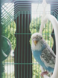 Close-up of parrot in cage